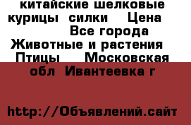 китайские шелковые курицы (силки) › Цена ­ 2 500 - Все города Животные и растения » Птицы   . Московская обл.,Ивантеевка г.